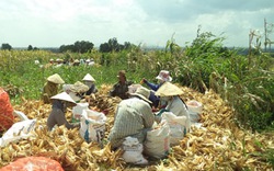 Vụ ngô lai hè thu 2013: Chuyển sang  trồng ngô lấy thân