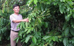 Cánh đồng mẫu cà phê đầu tiên ở Tây Nguyên: Năng suất tăng cao, đầu tư giảm