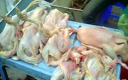 Nhiều mẫu thịt gà nhiễm chất cấm, kháng sinh