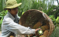 Rẫy khóm thành điểm du lịch