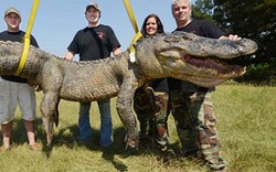 Săn được cá sấu to như khủng long ở Mississippi
