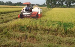 Tạo độ bền cho xuất  khẩu gạo 