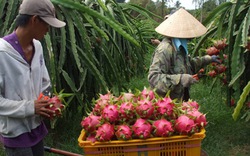 Thanh long rộng đường ra thế giới