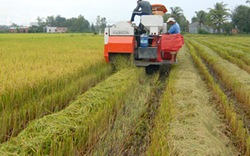 Triển khai cánh đồng mẫu lớn, cánh đồng liên kết: Nông dân mê, doanh  nghiệp ngại