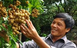 Nhãn lồng Hưng Yên chờ “lên ngôi”