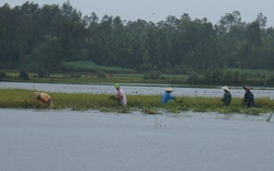 Cuống cuồng gặt lúa, thu hoạch khoai né bão số 8 