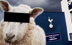  “Sex” với cừu ngay cạnh sân tập của Tottenham