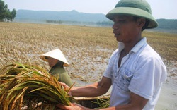 Thanh Hóa:  Hoa màu, nhà cửa  chìm trong lũ