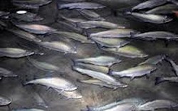 Lâm Đồng: Thêm dự án nuôi cá nước lạnh bị thu hồi