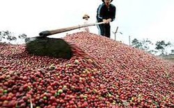 Phú Yên: Trồng cà phê lỗ nặng 