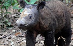 Phát hiện loài tê giác cổ đại chưa từng thấy ở Thái Lan