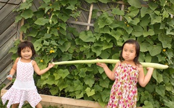 Gia đình Việt kiều trồng được trái bầu dài hơn 2m 