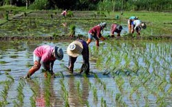 BAAC Thái Lan cung cấp 4 tỷ USD tín dụng cho nông dân trồng lúa