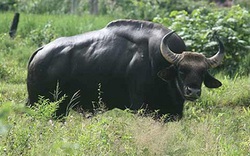 Phú Yên: Xuất hiện bò tót nặng hàng tấn vào phá rẫy bắp