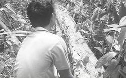 Làng quê náo động vì ươi rừng: Tiếng kêu cứu của rừng 