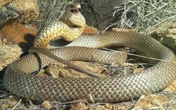 Cận cảnh loài rắn độc thứ hai thế giới