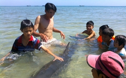 Thừa Thiên-Huế: Cá heo dài 1,8m &#34;mắc cạn&#34; trong bãi tắm