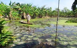 Tỷ phú mom sông