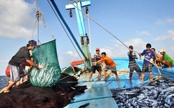 Đà Nẵng: Thành lập Chi hội Khai thác hải sản xa bờ