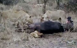 Sư tử con tham ăn bị kẹt đầu dưới xác trâu rừng