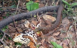 Kinh ngạc loài rắn hổ biết “ăn trộm” chất kịch độc