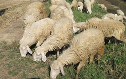 Ninh Thuận: 300 triệu đồng hỗ trợ nuôi cừu vỗ béo