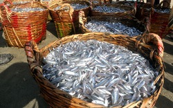 Phú Yên: 1,2 tỷ đồng chế biến cá cơm trụng