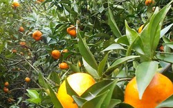 Thu tiền tỷ từ trồng cam trên quê lúa 