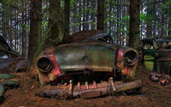 Hãi hùng khu rừng “ăn thịt” hàng trăm xe hơi ở Bỉ