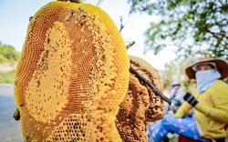 Về Phú Yên, theo chân thợ săn mật ong rừng