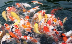 Tới TP. HCM, gặp tỷ phú sở hữu hàng trăm con cá “ngàn đô“