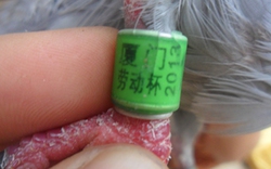 Bắt được chim bồ câu có ký tự lạ trên cánh, rất giống chữ Trung Quốc