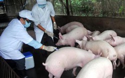 Hưng Yên: 30 nông dân nhận chứng chỉ nghề chăn nuôi thú y