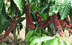 Cà phê Đăk Lăk xuất khẩu đến 60 nước