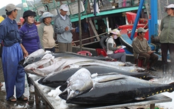 Nghịch lý mua - bán cá ngừ đại dương: Khi ngư dân thua thiệt vì thương lái
