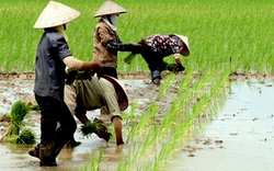 Nâng cao lợi ích  của người trồng lúa