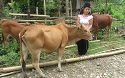Báo Nông Thôn Ngày Nay tặng bò cho hộ nghèo: Thắp lên niềm vui thoát nghèo