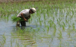 Tăng hiệu quả bón phân cho đất phèn trồng lúa 