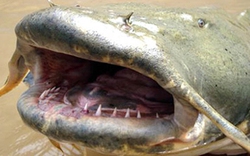 Cá trê “quái vật”, răng nhọn hoắt do ngư dân mới câu được khủng khiếp ra sao?