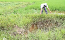 Thừa Thiên-Huế: Hàng loạt đồng ruộng bỗng sụt lún thành hố sâu