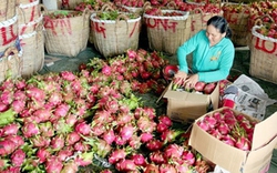 6 tháng cuối năm: Xuất khẩu nông sản đối mặt khó khăn 