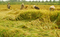 Đồng bằng sông Cửu Long: Giá lúa gạo tăng vọt, tranh mua để xuất khẩu