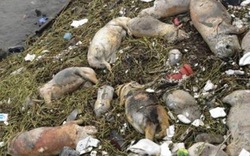 Cà Mau: Lượm xác lợn chết về ăn, 1 người tử vong 
