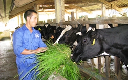 Năng suất bò sữa Việt Nam cao hơn nhiều nước