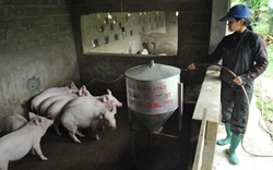 Cách phòng, chống bệnh dịch  tả lợn