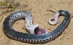 “Bái phục” loài rắn độc dụng chiêu giả chết lừa kè thù