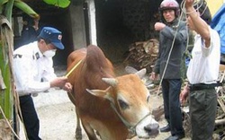 Gio Linh &#40;Quảng Trị&#41;: Dịch lở mồm long móng xuất hiện trên gia súc