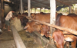 Nông dân vay vốn Quỹ HTND nuôi bò