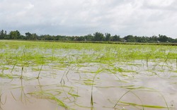 Long An: Trên 7.000ha lúa hè thu bị ngập úng