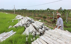 “Nữ hoàng” thanh long rớt giá, vẫn vượt quy hoạch